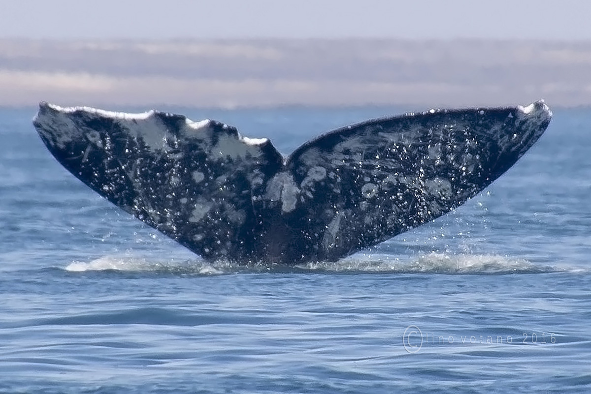 Gray Whale San Ignacio Lagoon in Baja California