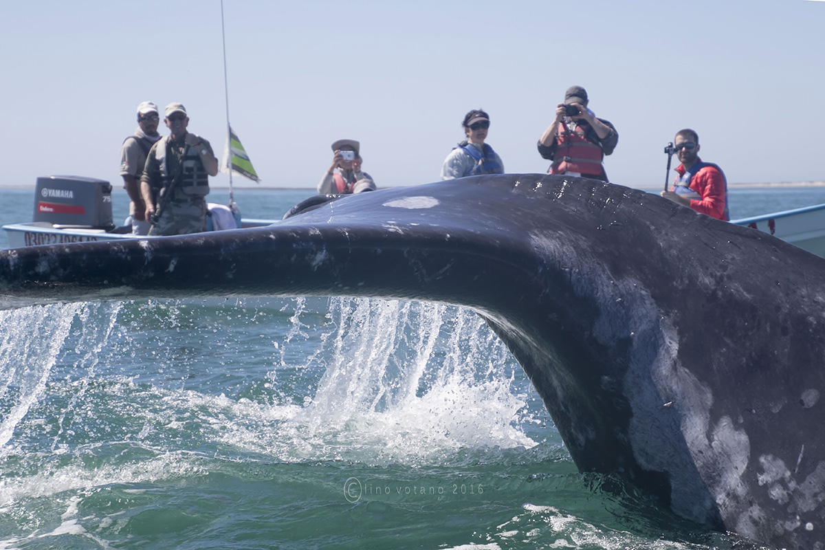 San Ignacio Lagoon in Baja California