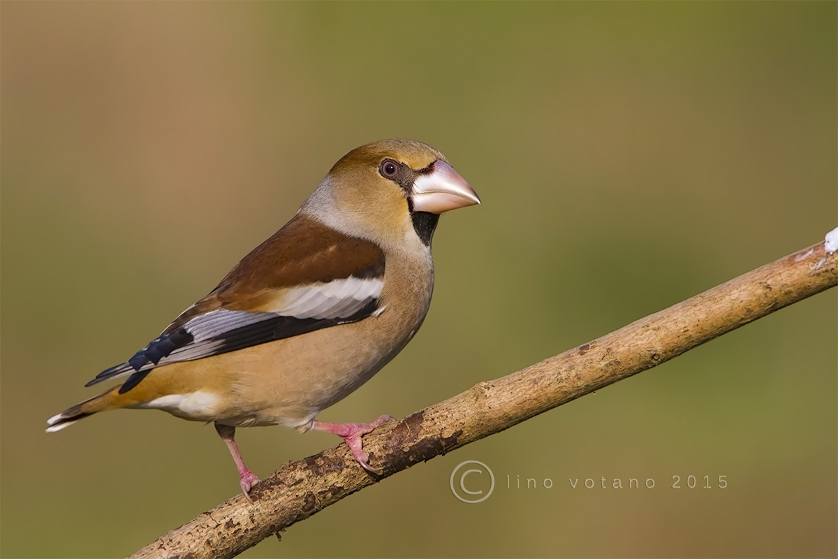 Hawfinch (Coccothraustes coccothraustes)
