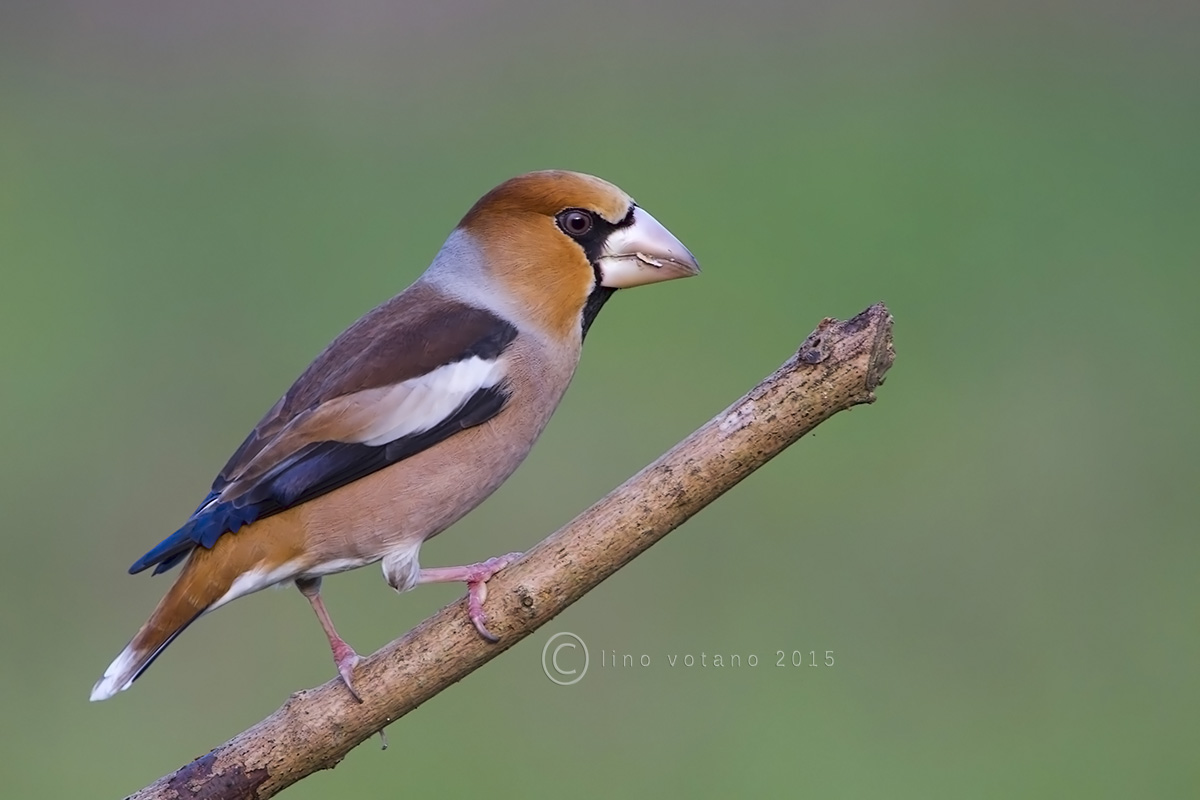 Hawfinch (Coccothraustes coccothraustes)