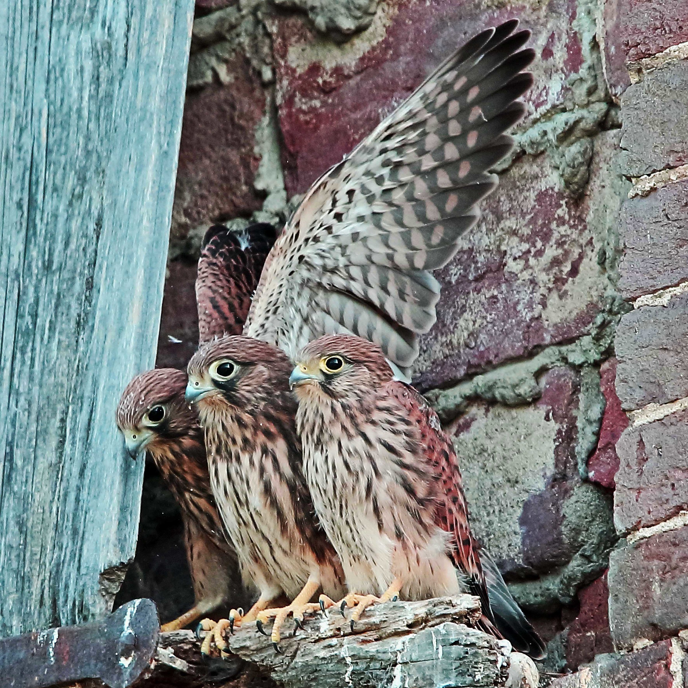 Giovani gheppi in attesa del primo volo