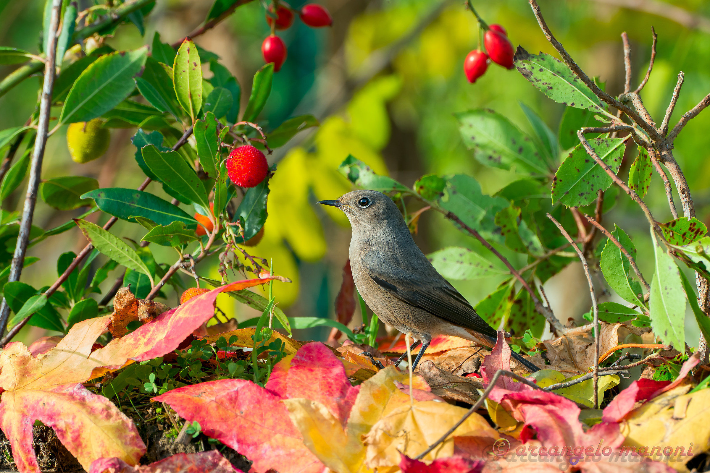 Alla ricerca dell'autunno col codirosso