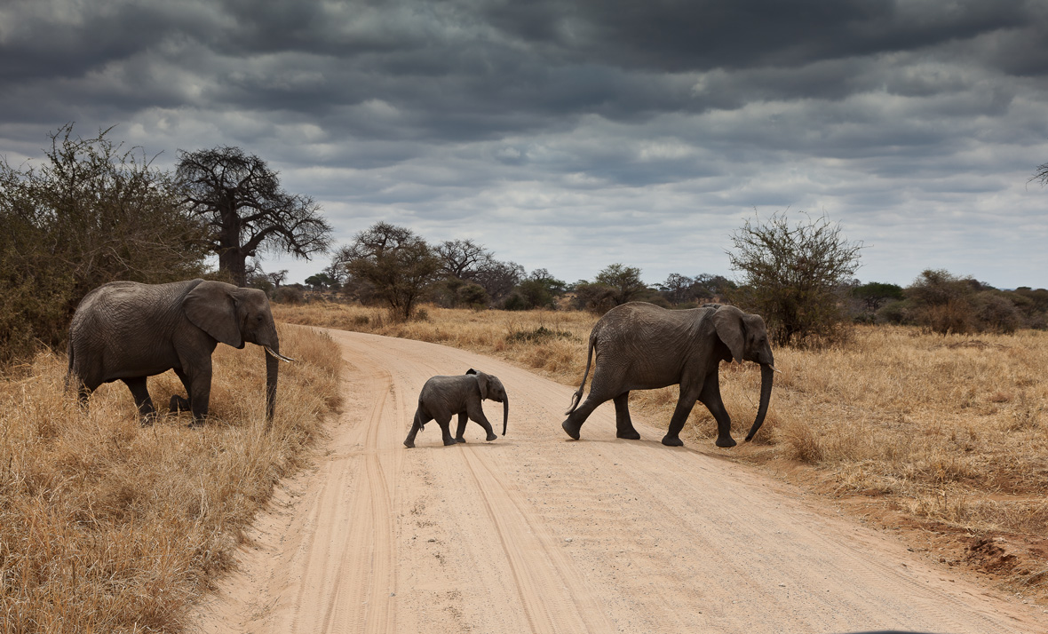 Strisce pedonali nella savana