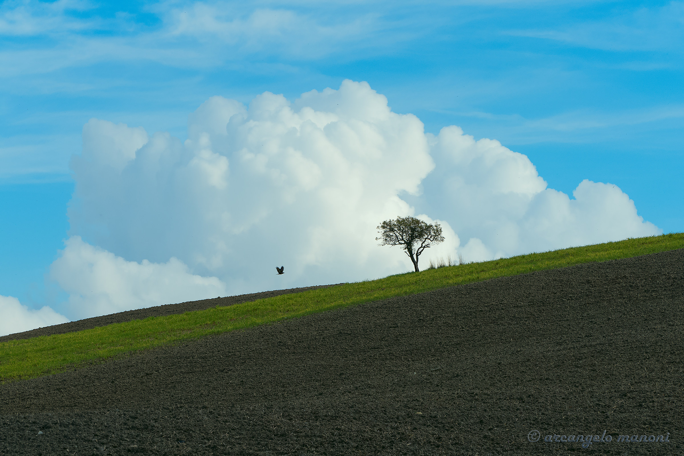 The earth, the tree, the bird, the clouds and the sky
