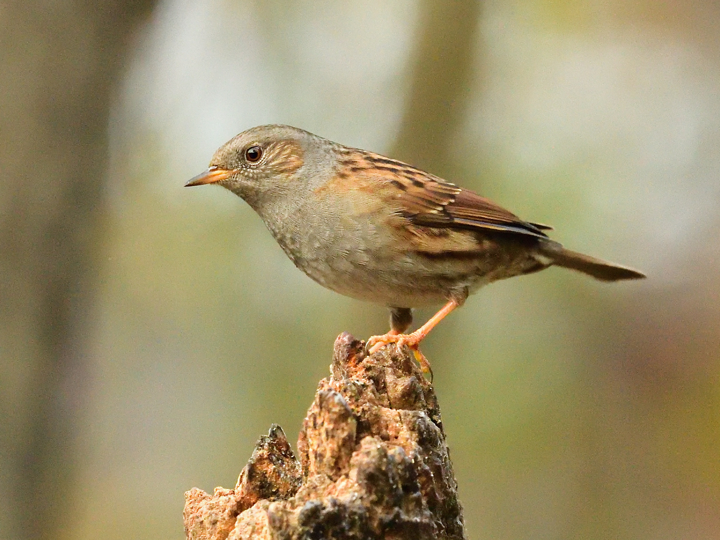 dunnock