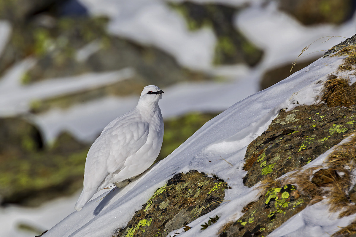 ptarmigan