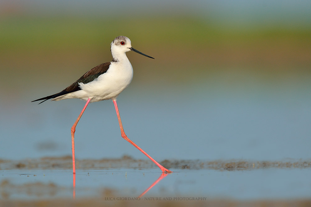 Knight of Italy - Black-winged stilt