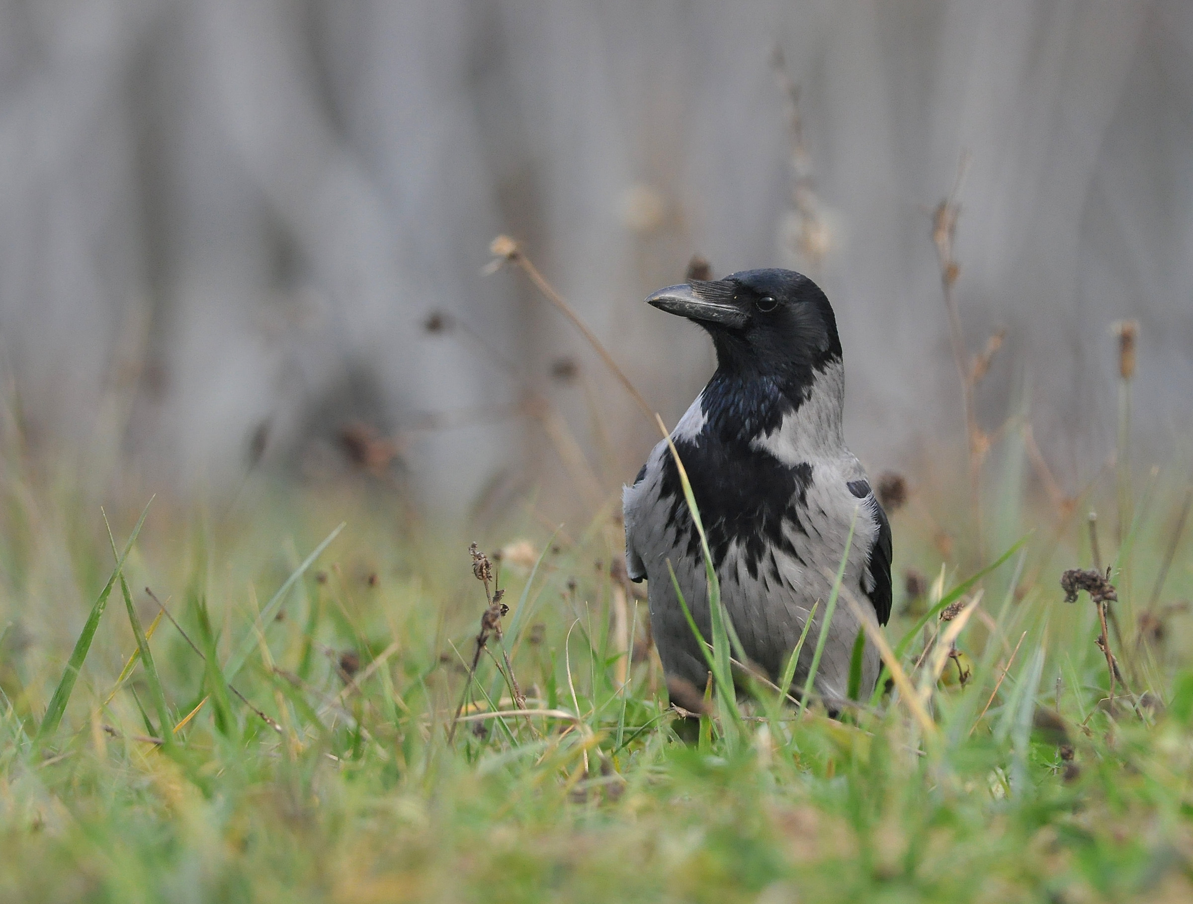 Cornacchia Grigia...