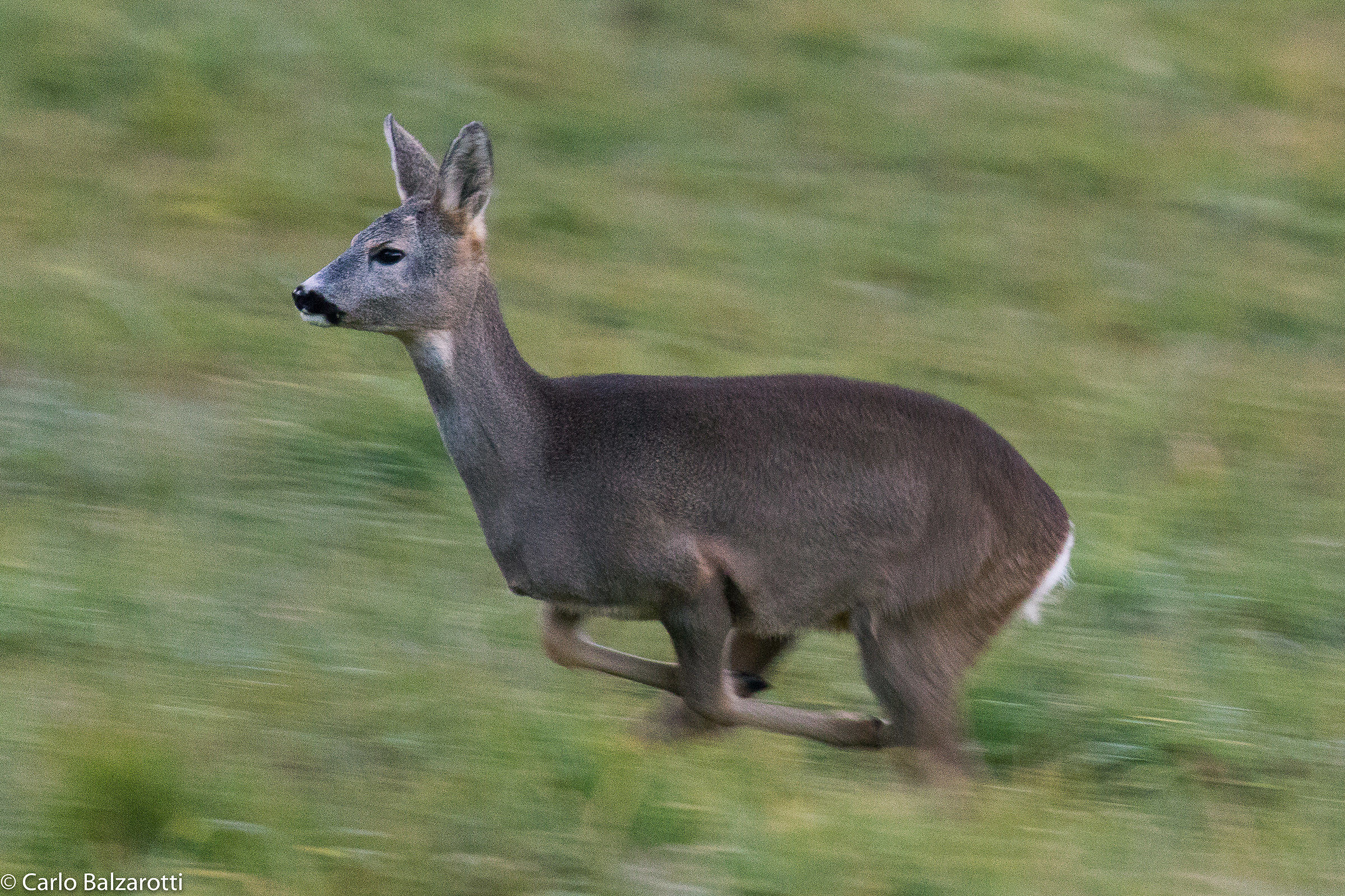 The roe deer running