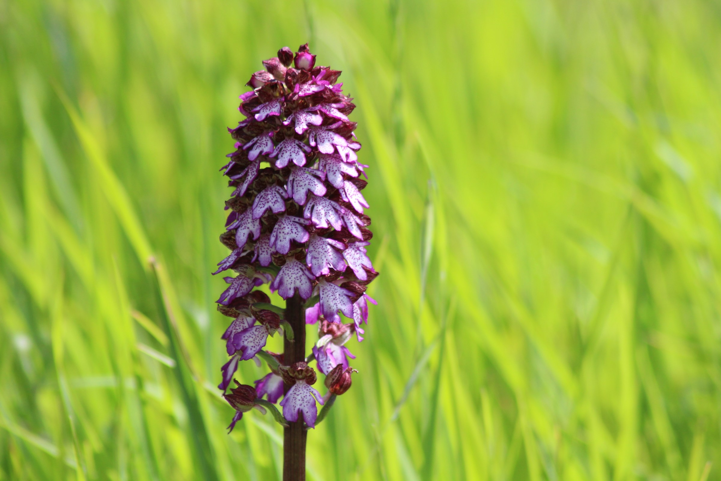 The wind spreads the fragrance of the flower hidden in the g...