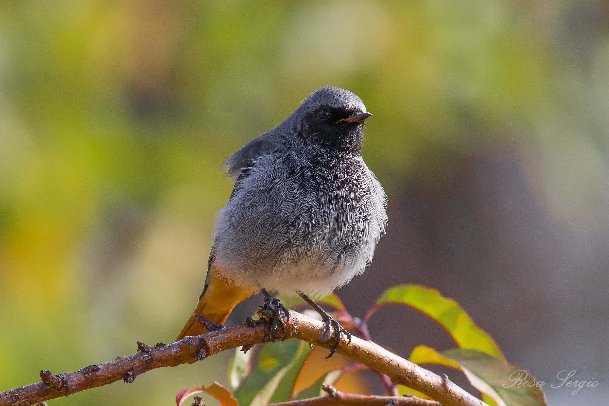 black redstart