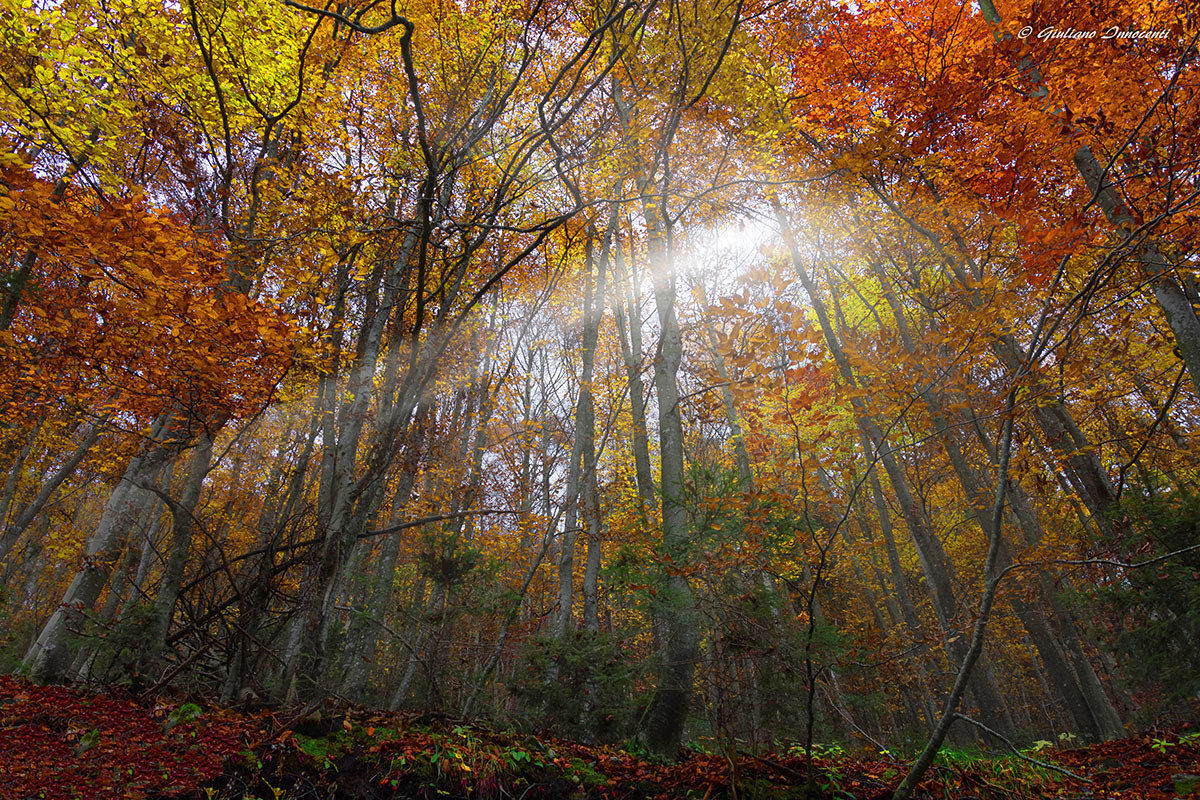 un raggio di luce nel bosco