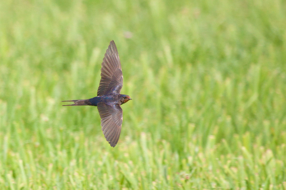 Swallow flying low