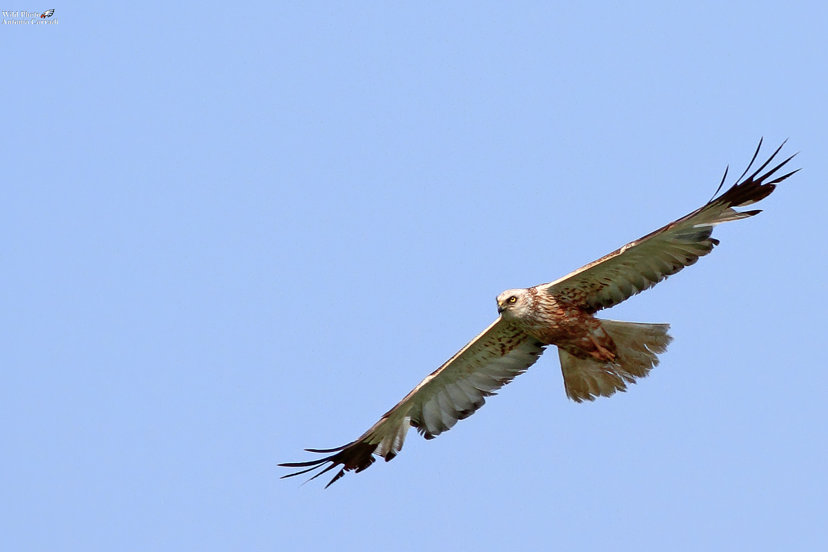 Falco di palude maschio