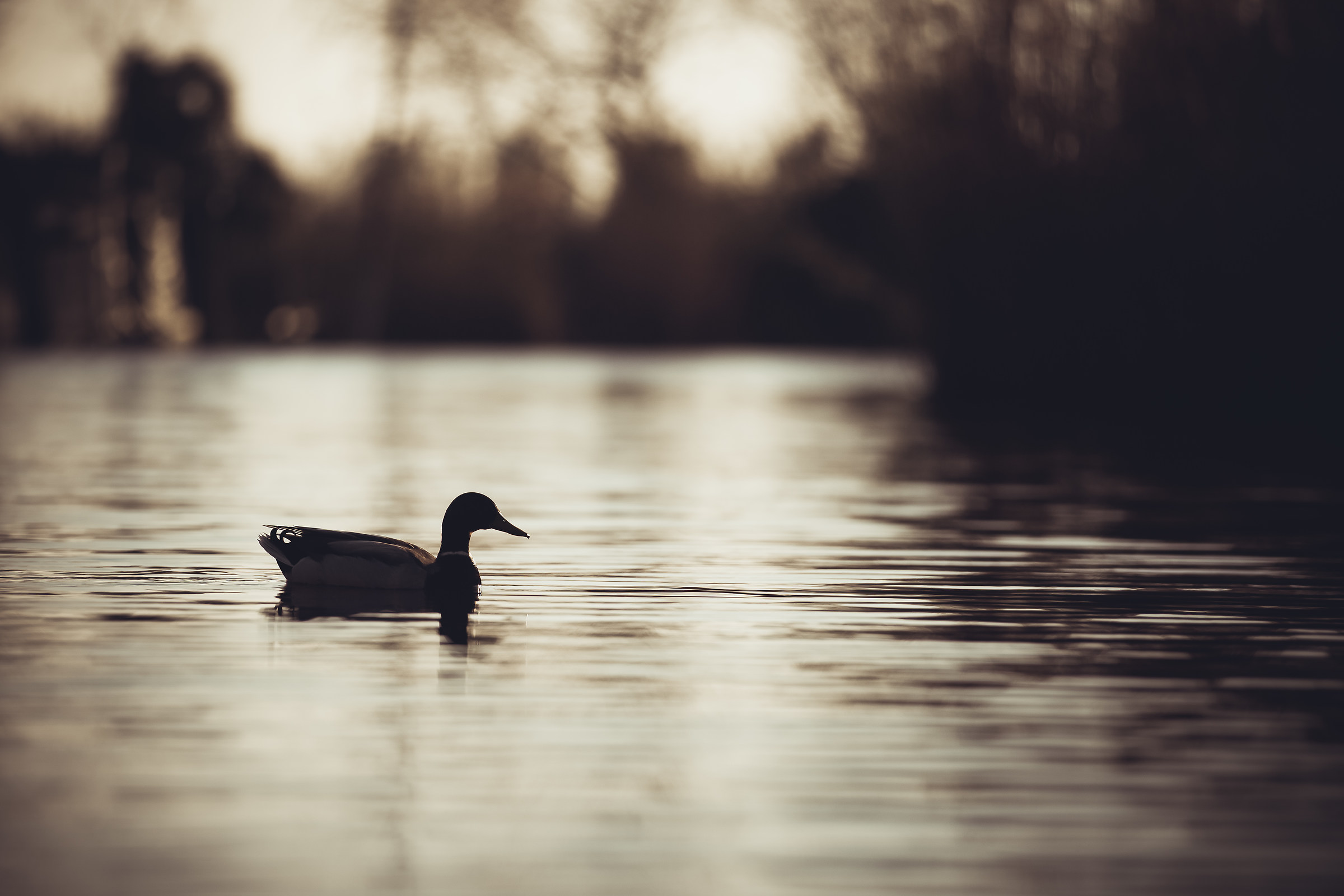 relaxing in sunset light