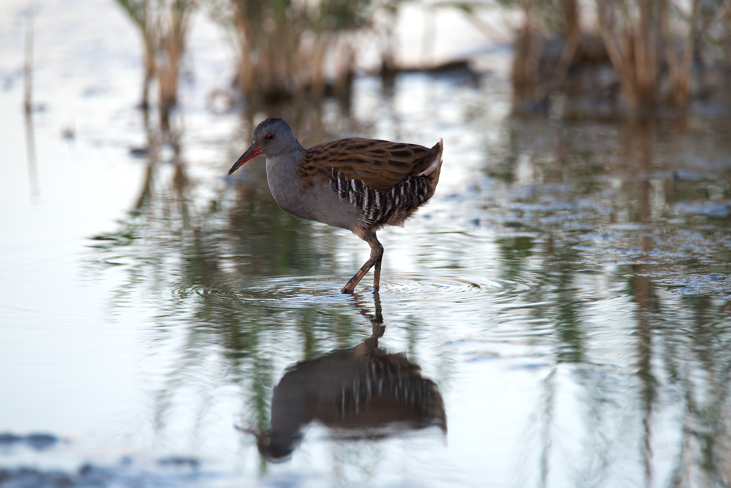 Water Rail