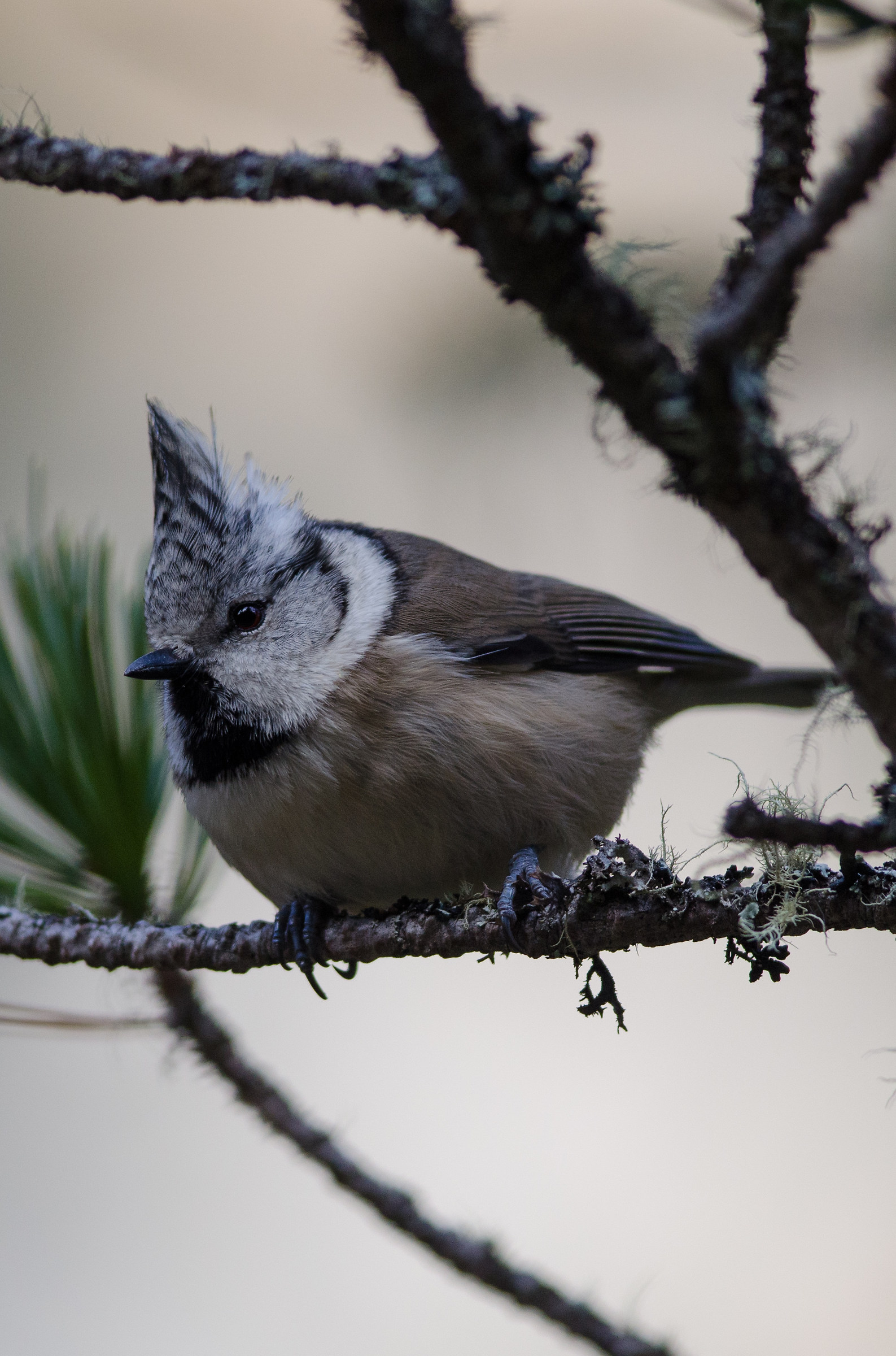 Crested Tit