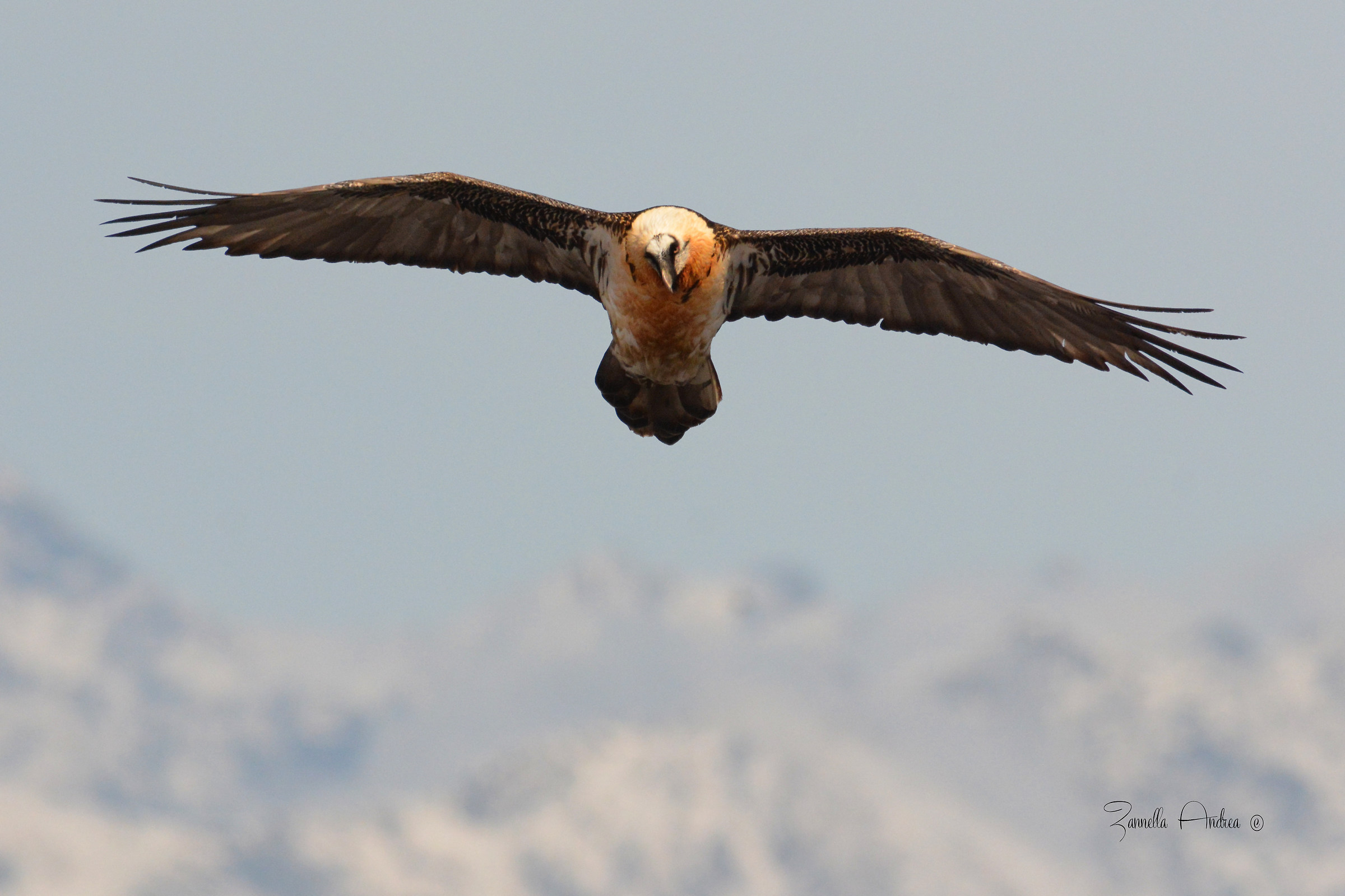 The arrival of the bearded vulture
