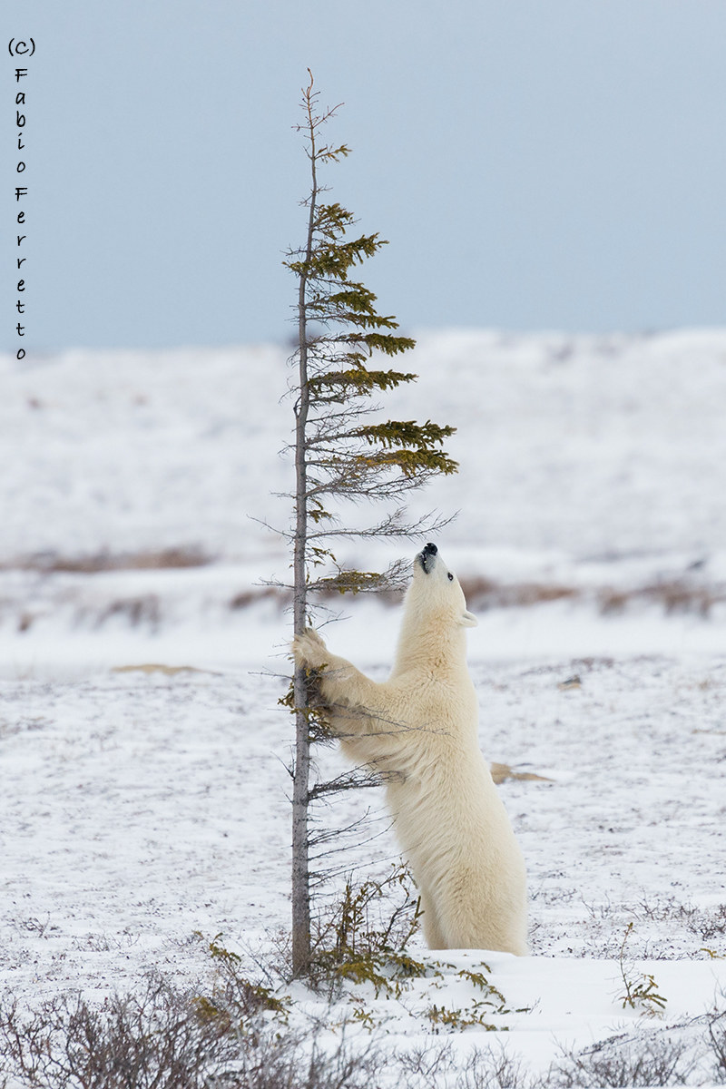 Un alberello nella tundra