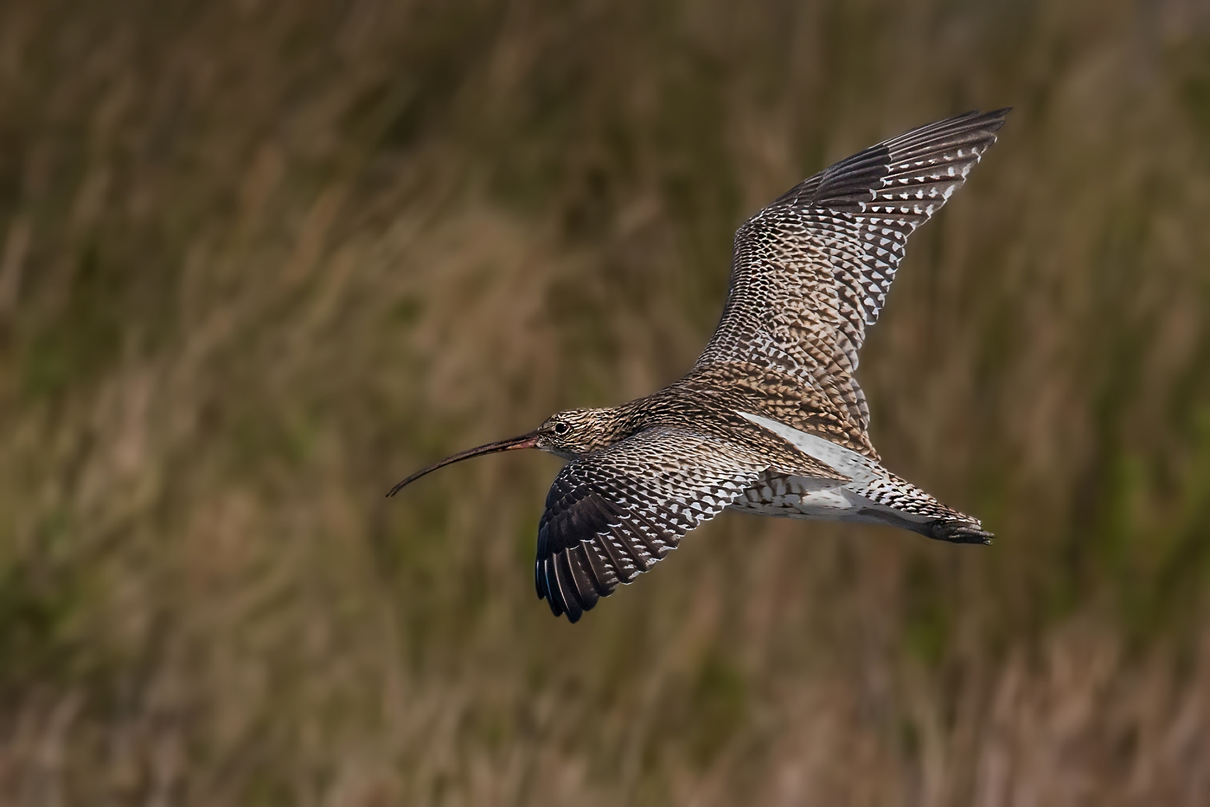 curlew