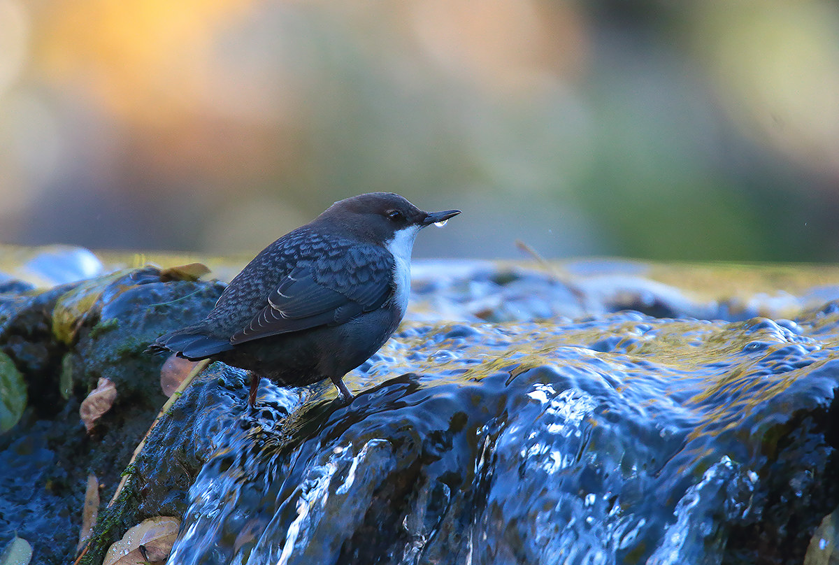 drop in a river .....