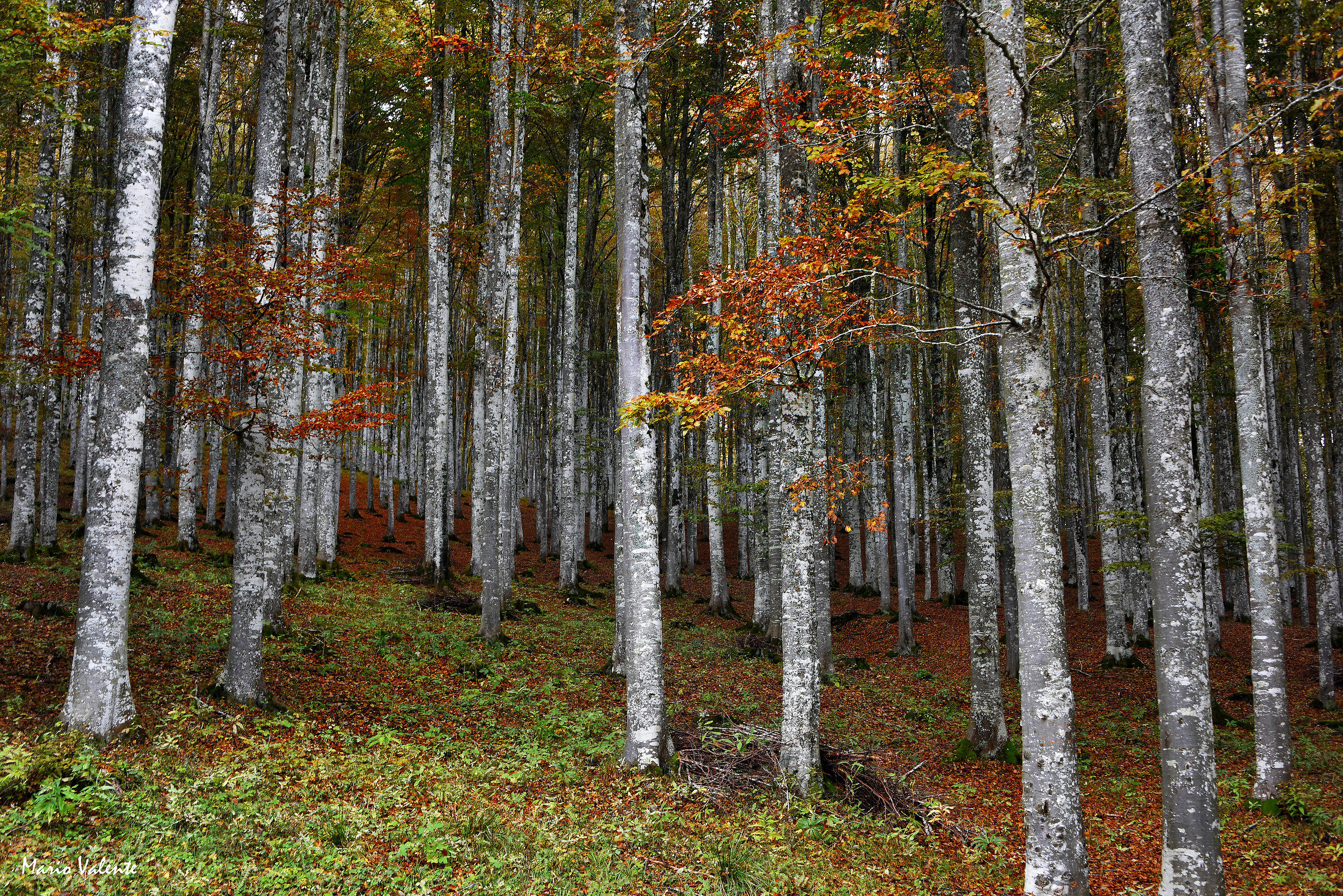 Faggeta d'autunno