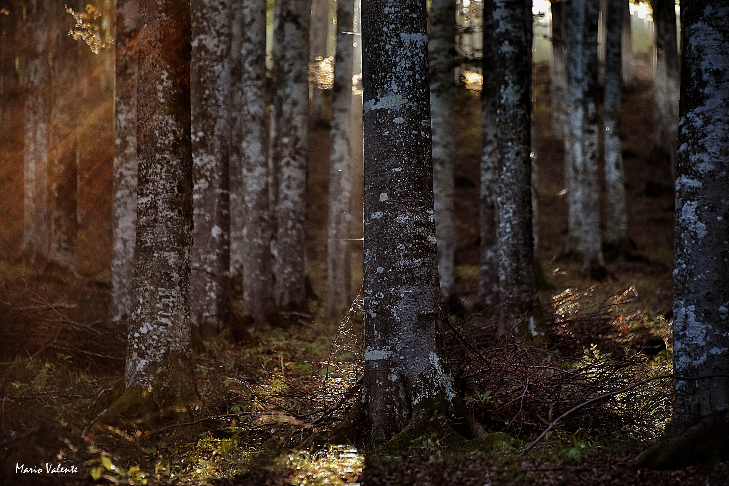 Last rays of sun in beech forest