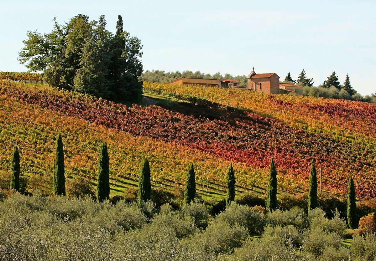 I colori del Gallo Nero