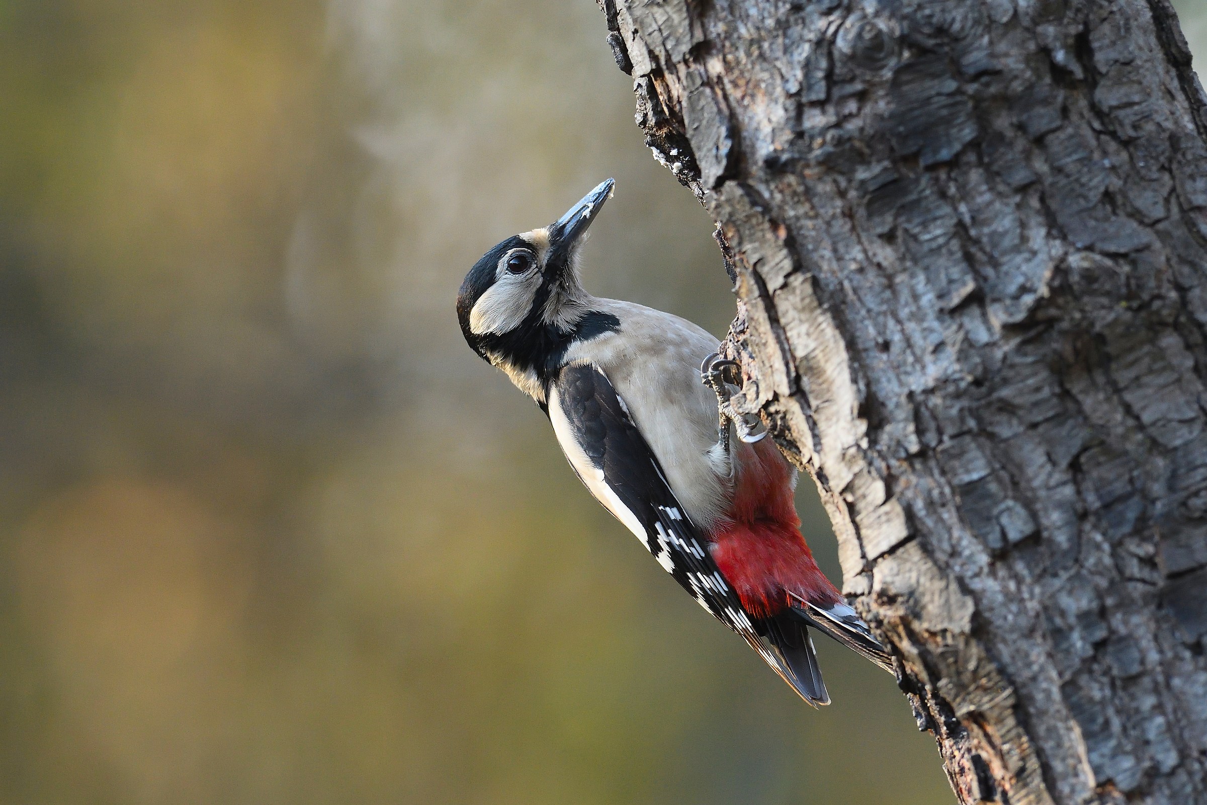 Great Spotted Woodpecker Female