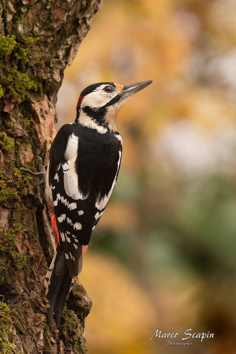 Great Spotted Woodpecker