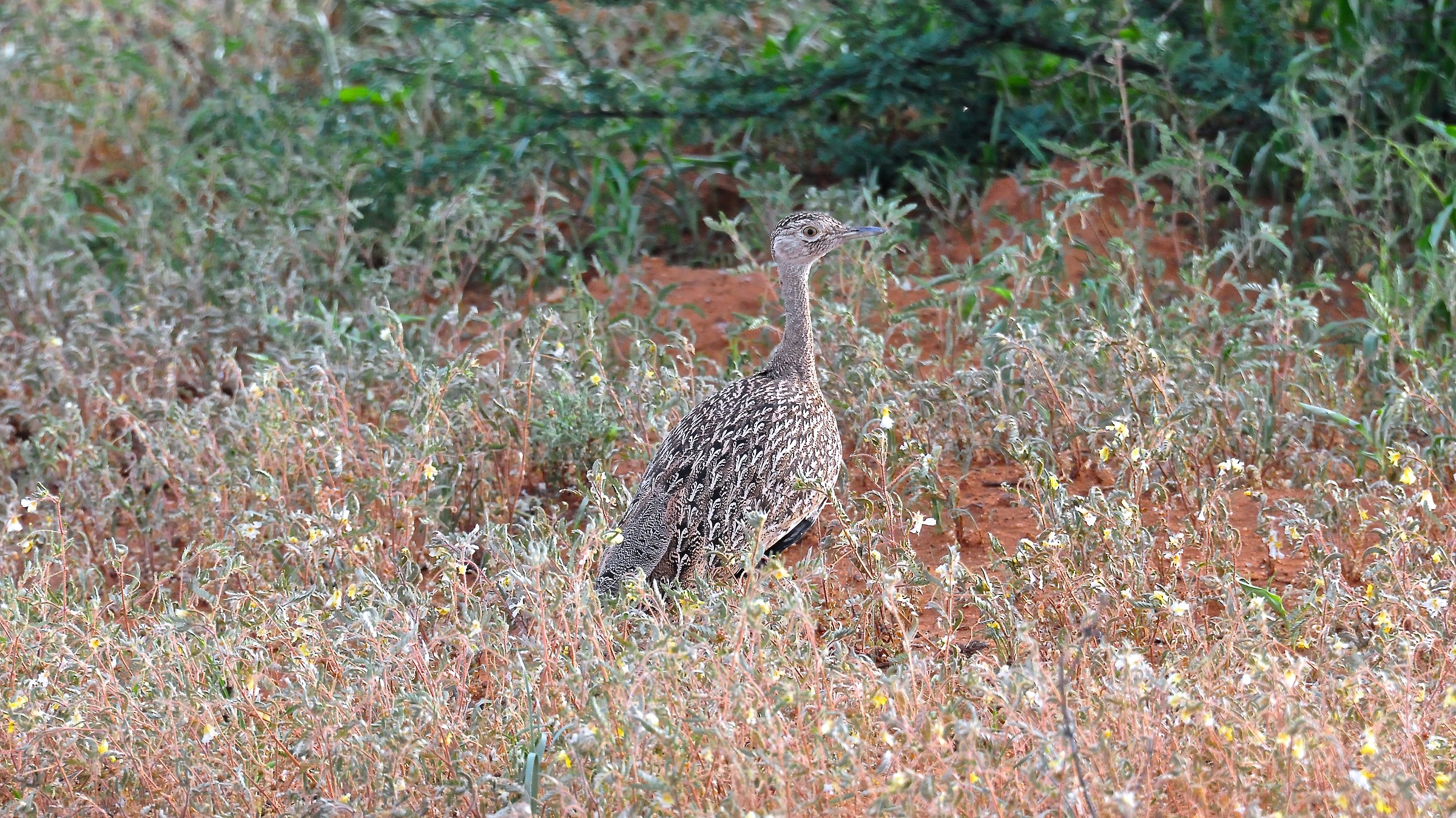 otarda  crestarossa  namibia
