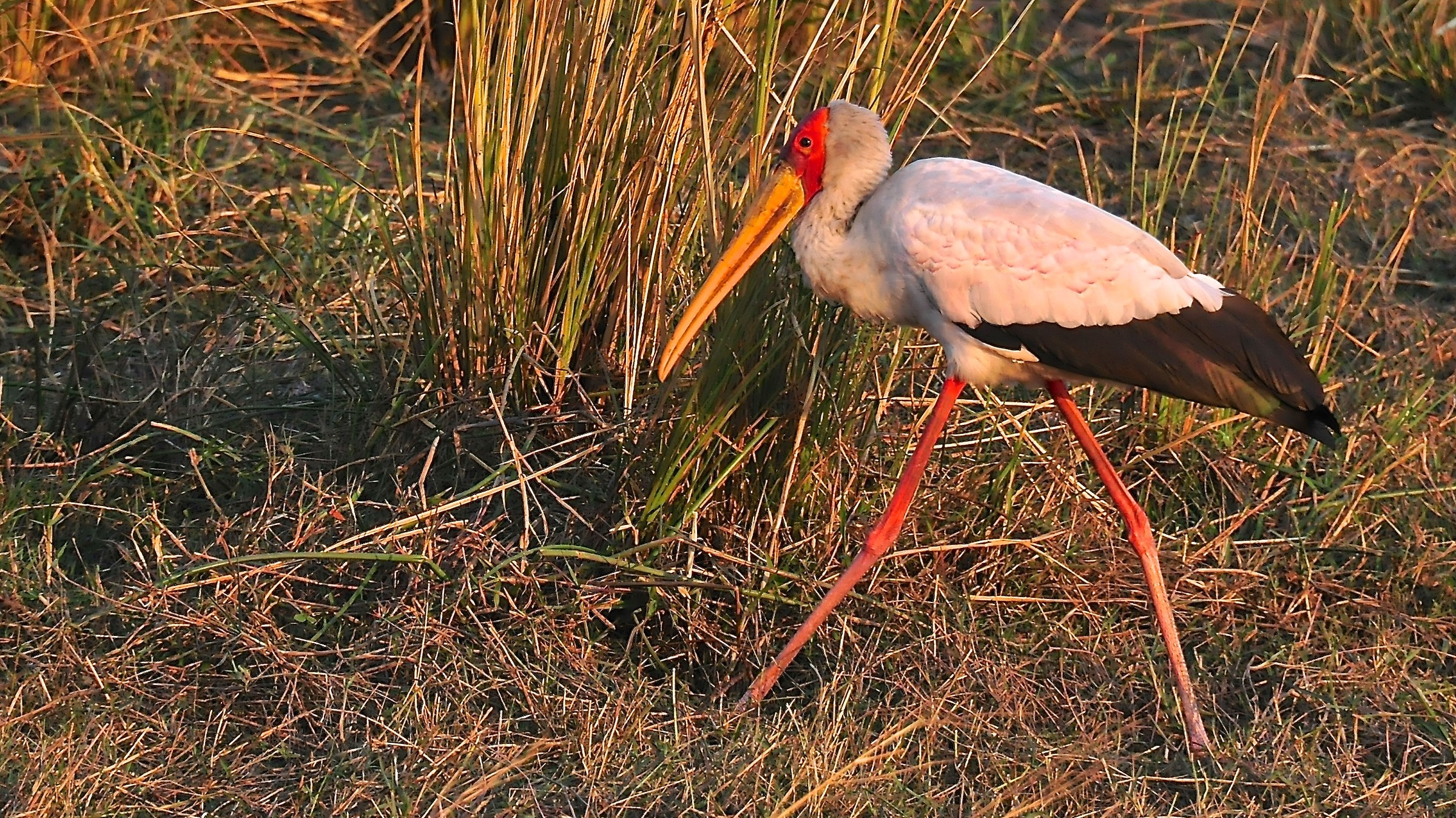 cicogna a becco giallo  chobe n.p.  botswana