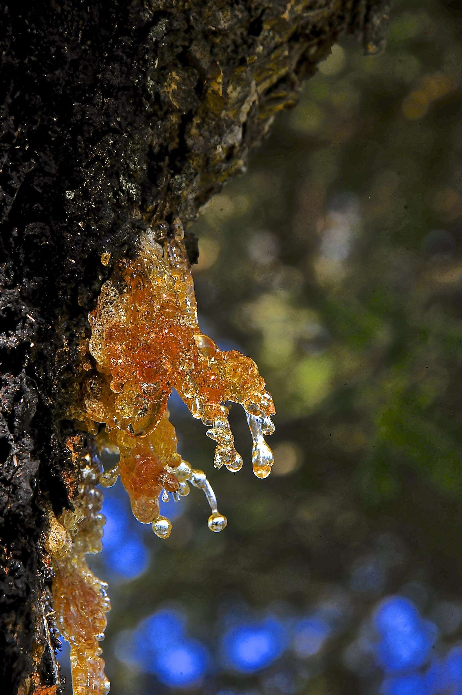 resina  harare   zimbabwe