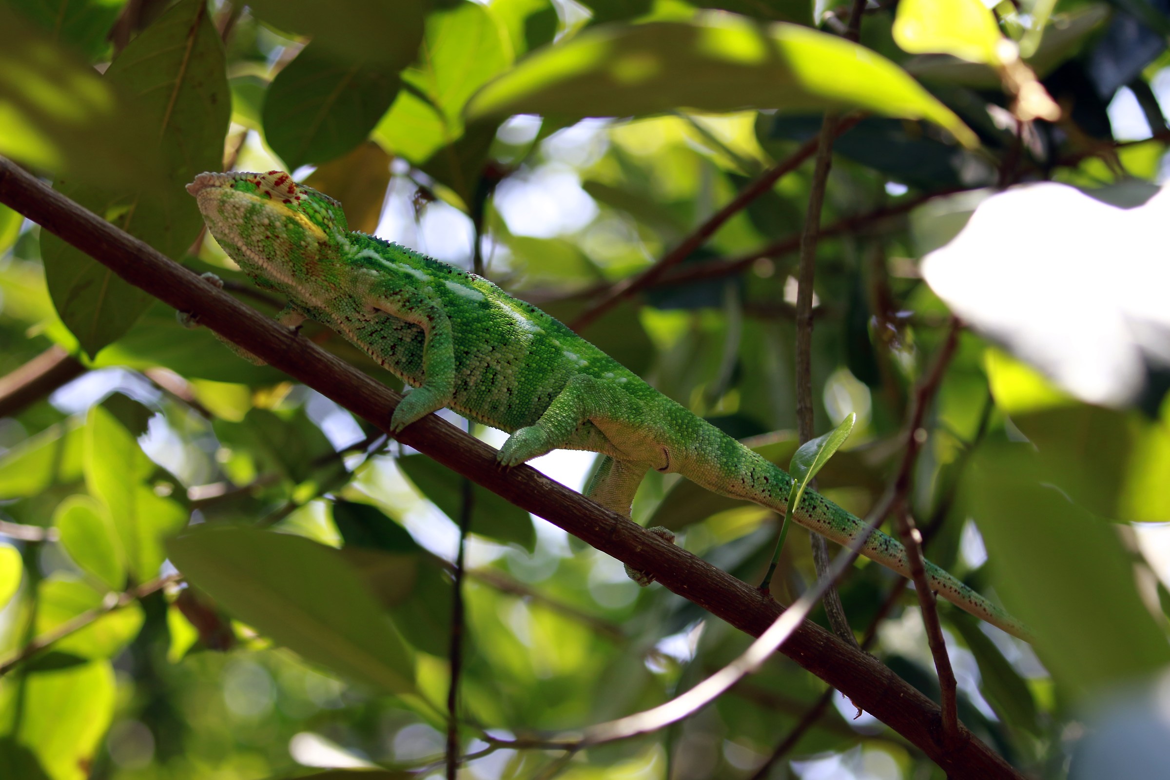 ... Chameleon in Madagascar