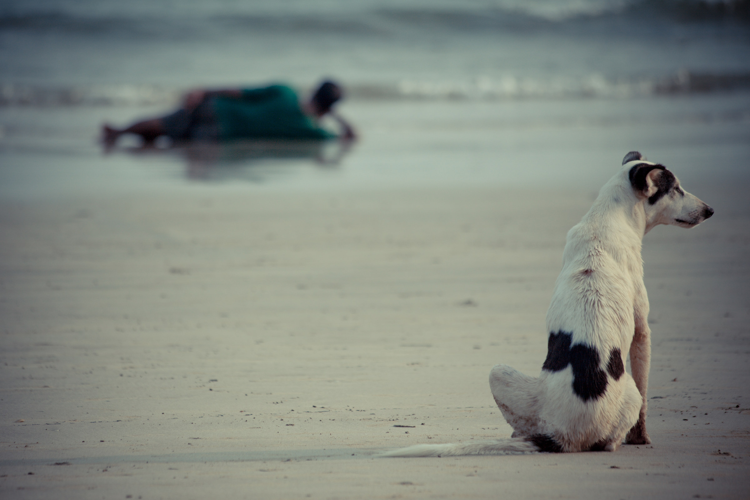 Goa Agonda dog beach