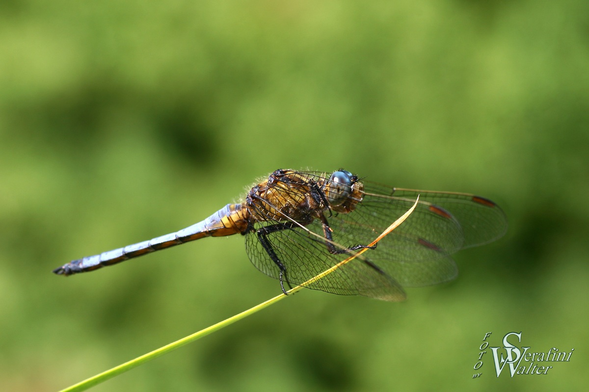 Libellula