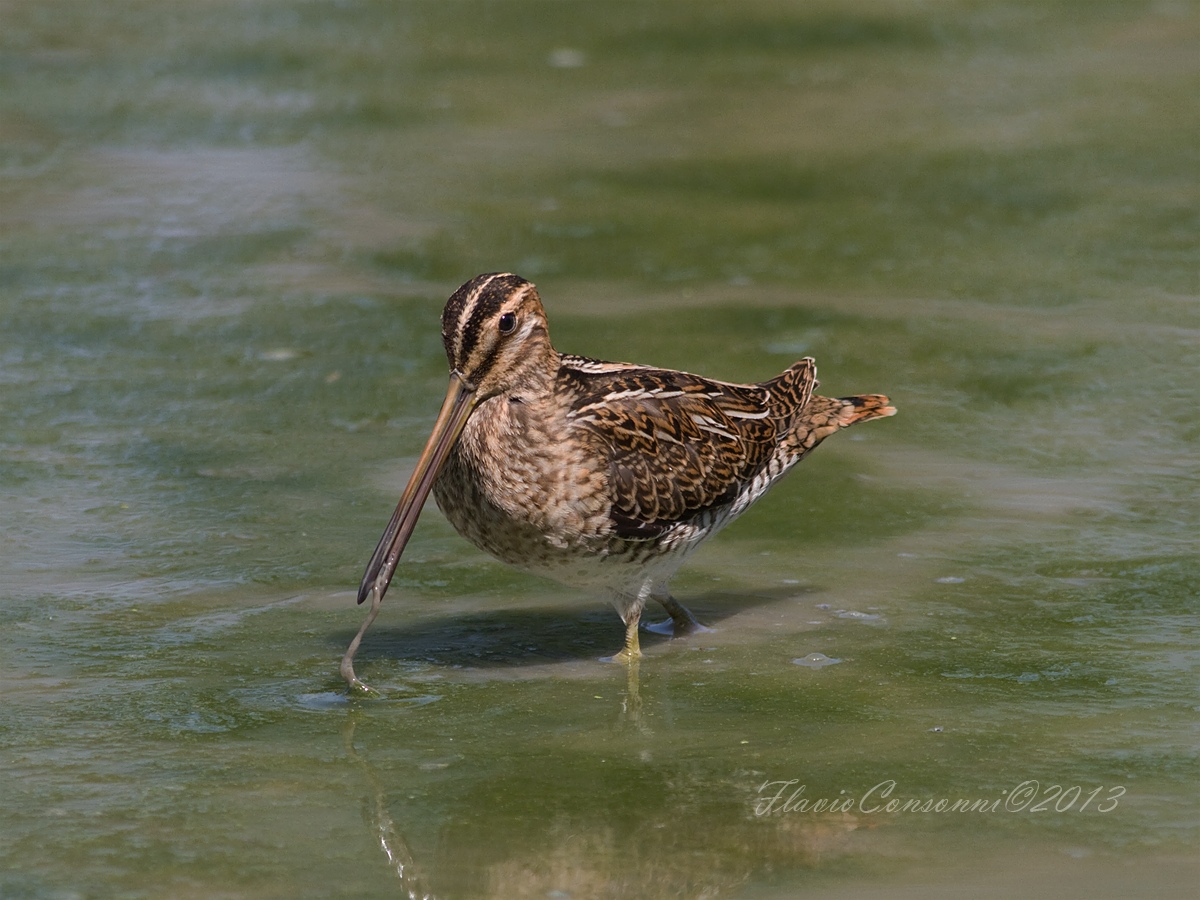 La colazione del Beccaccino