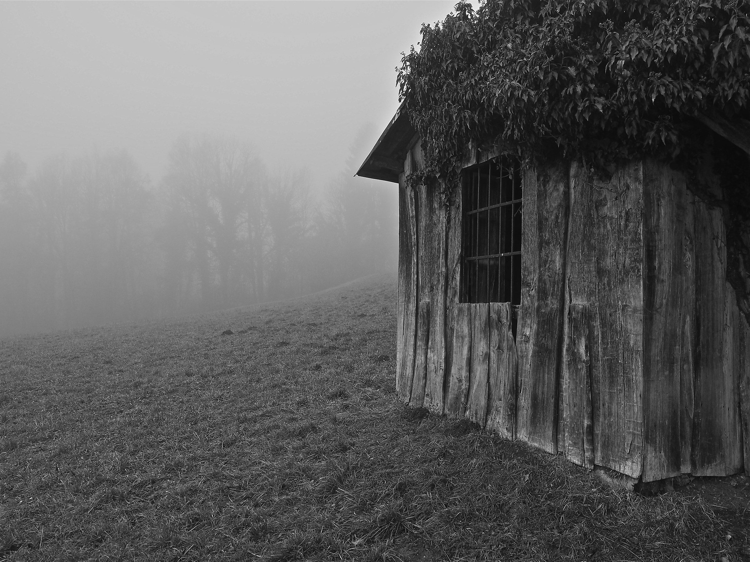 Passeggiando nella nebbia