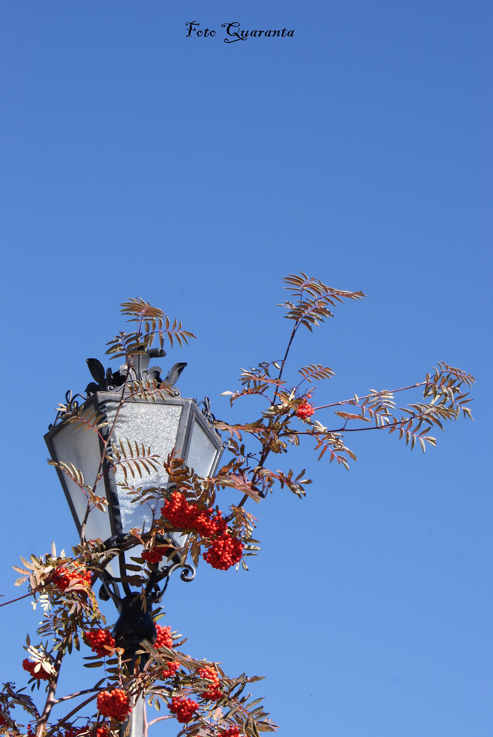street lantern with berries