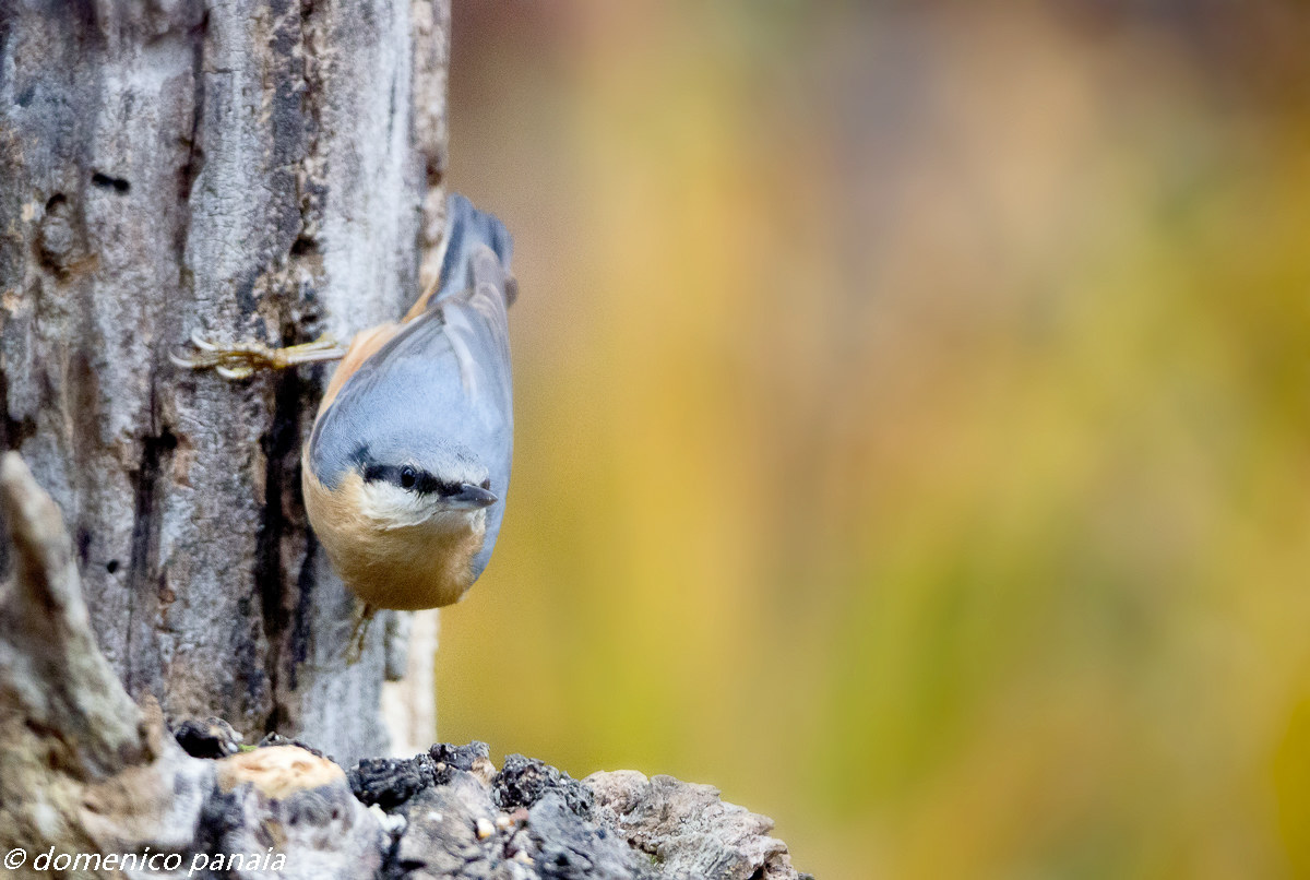 curious woodpecker