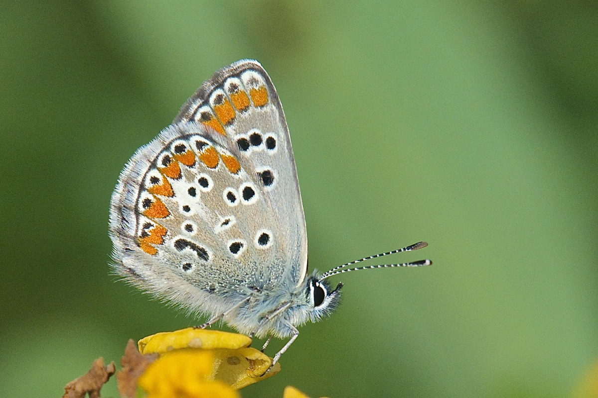 Polyommatus icarus