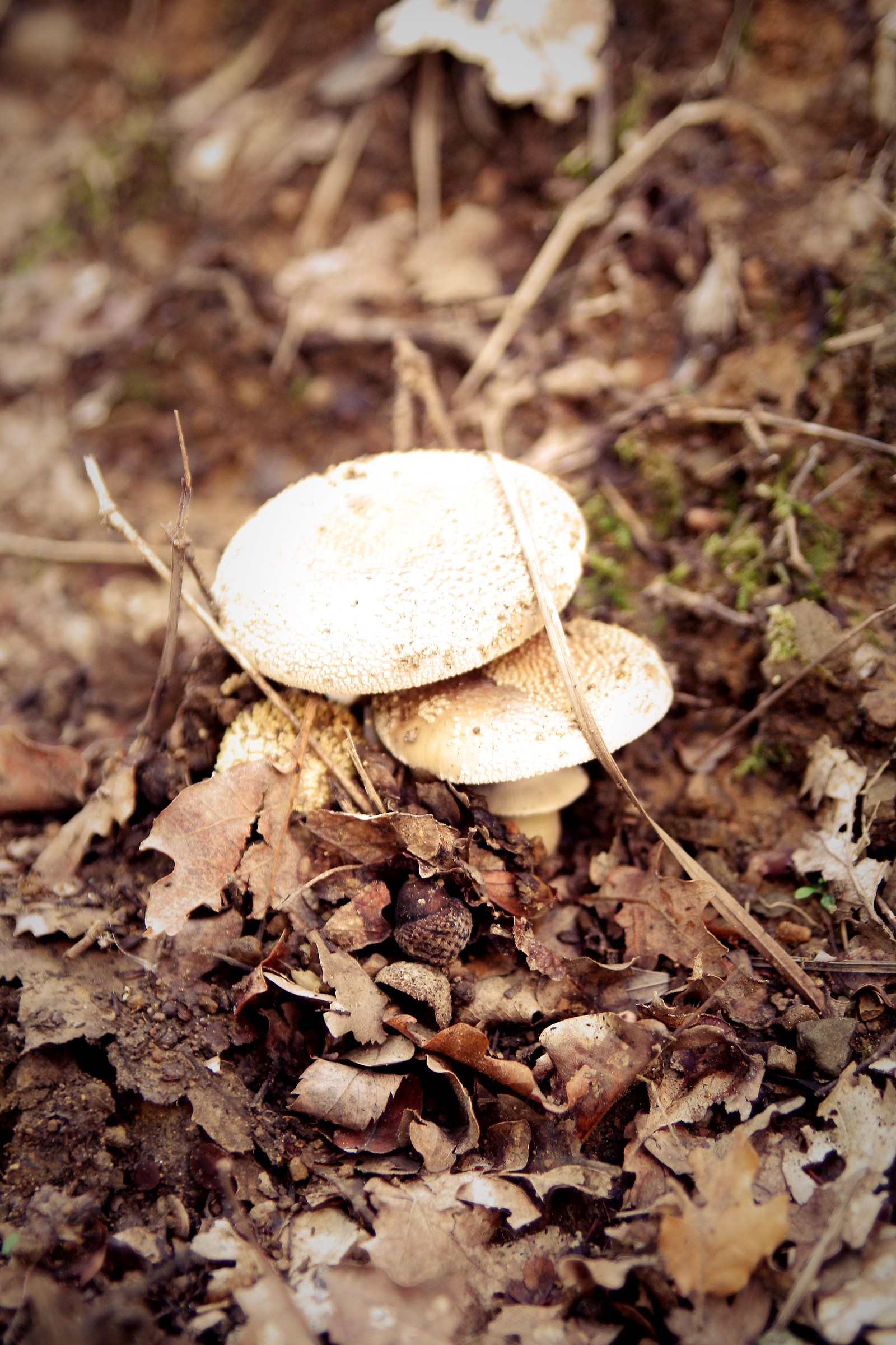 Fruits of the Forest