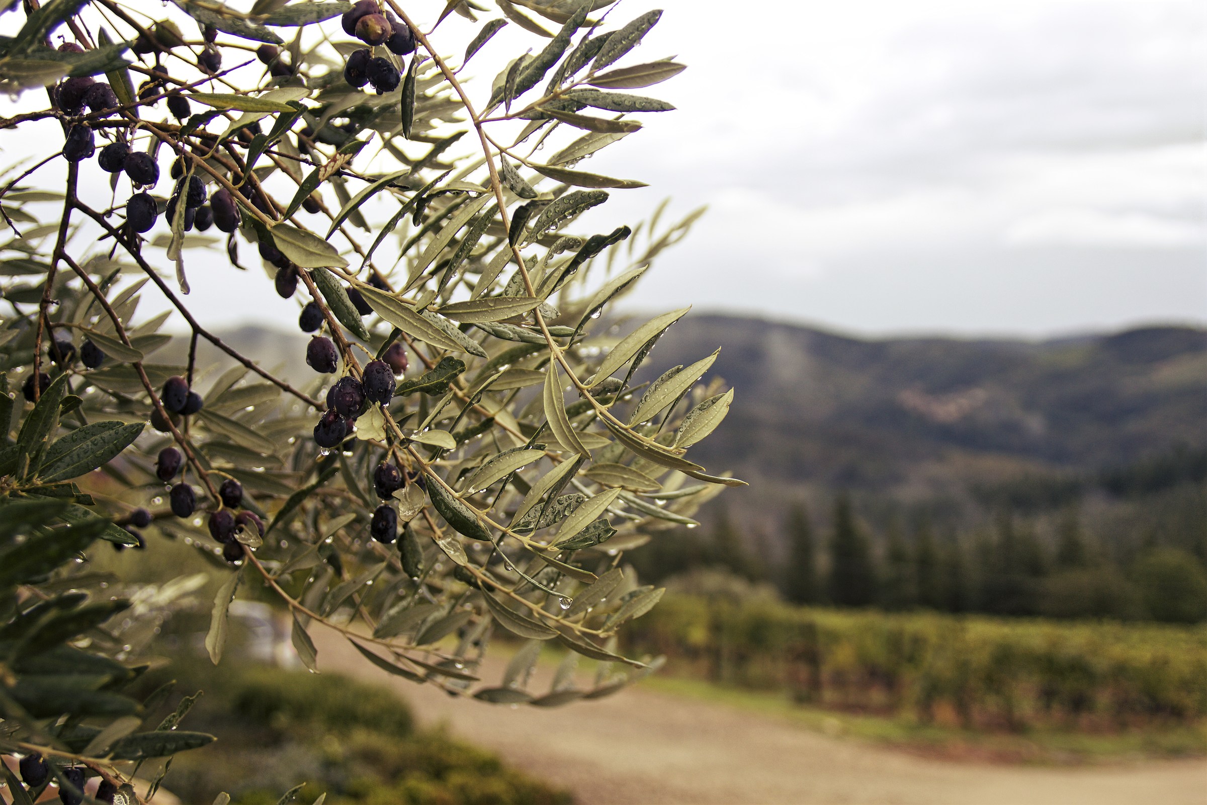 the green gold Source