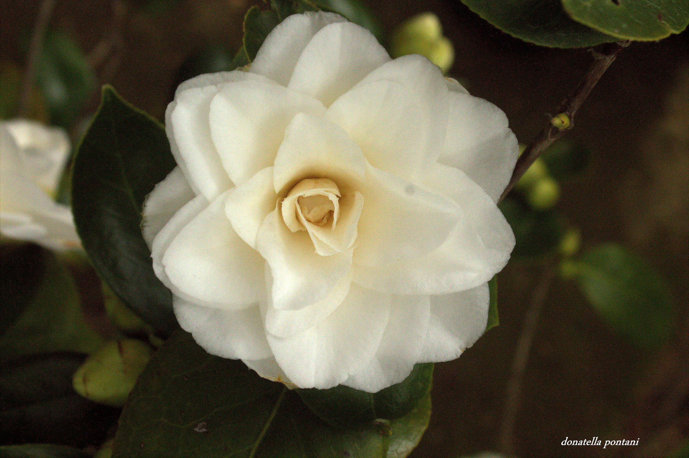 Camelia