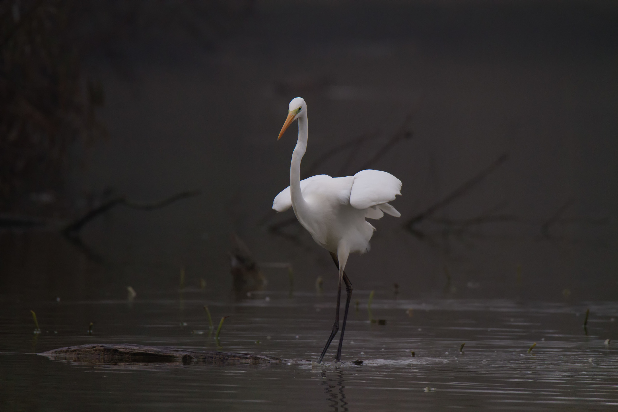 Walk in lonely ......