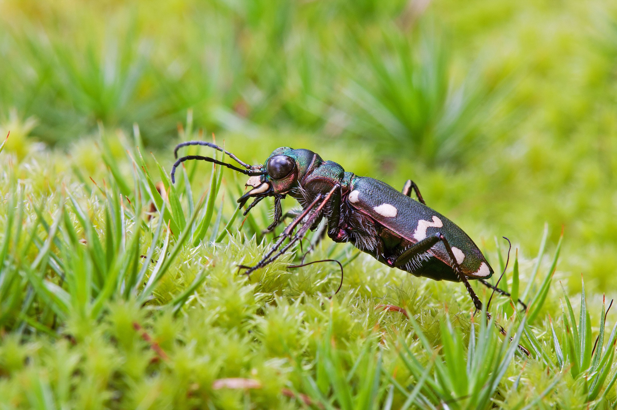 Cicindela sp. nel muschio