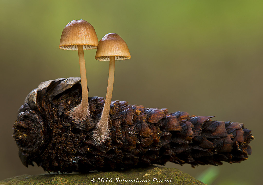 Mycena seynii
