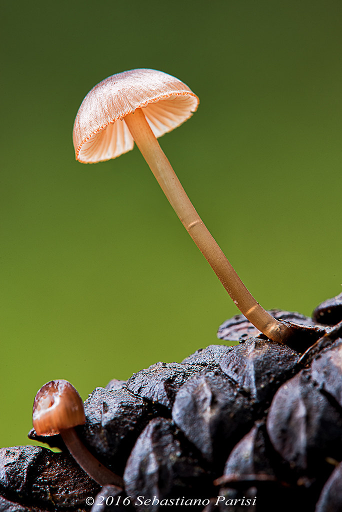 Mycena seynii