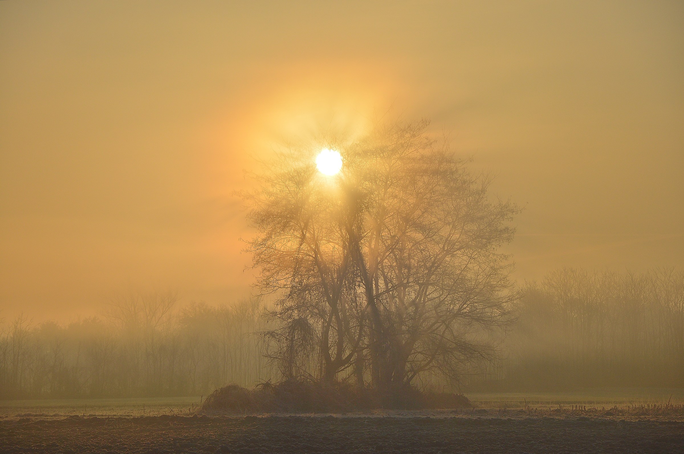 Trees in de fog