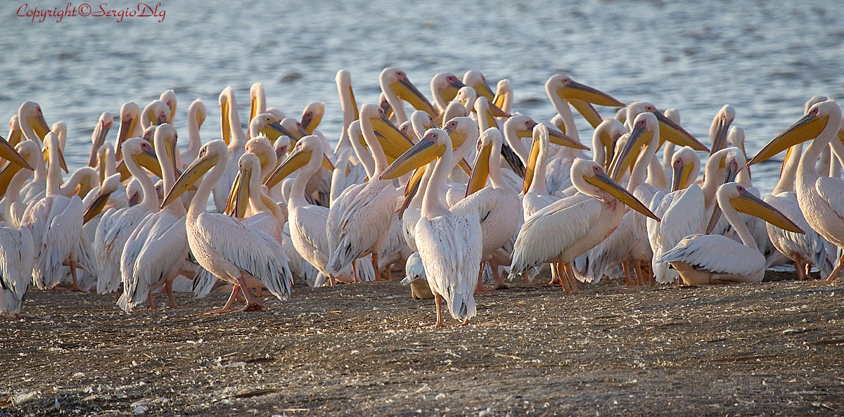Pellicani bianchi, Kenya